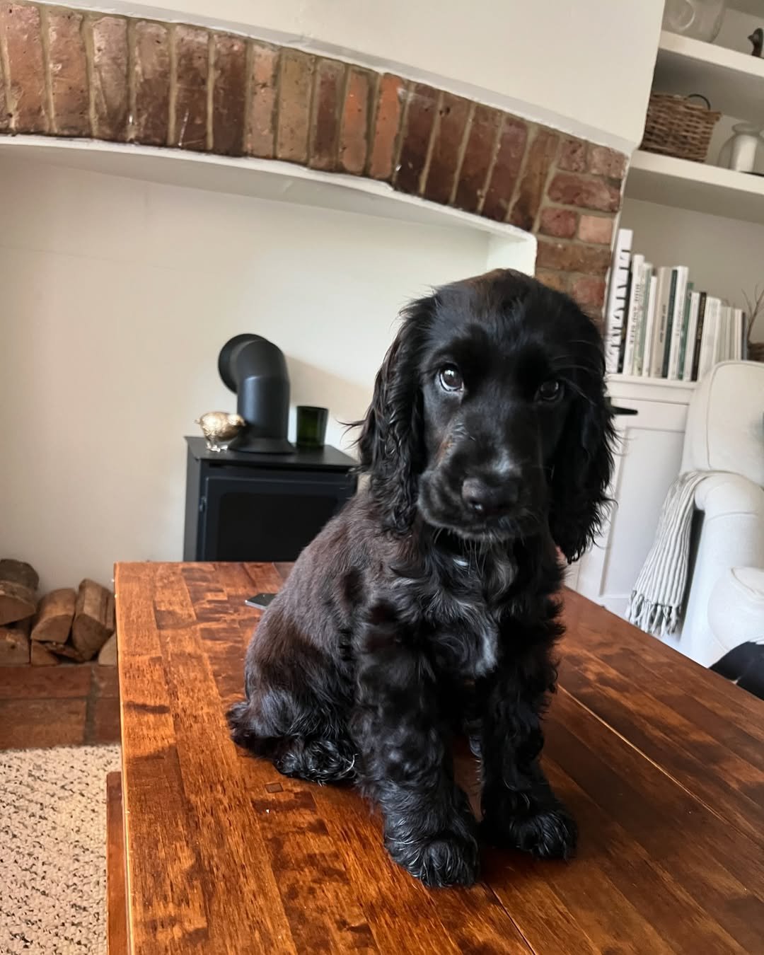 Amber (7) Cocker spaniel puppies for sale near me