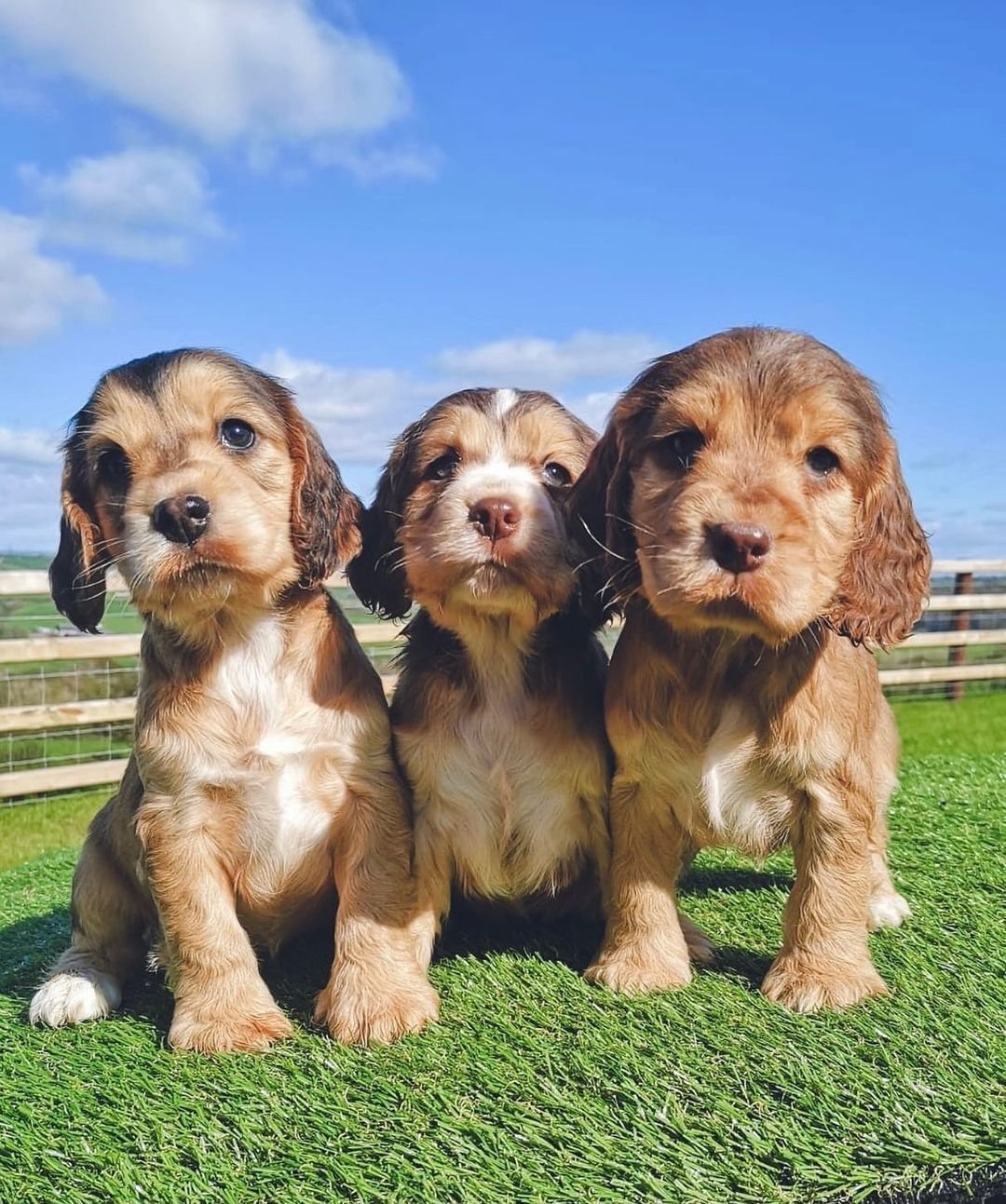 cocker spaniiel for sale near me