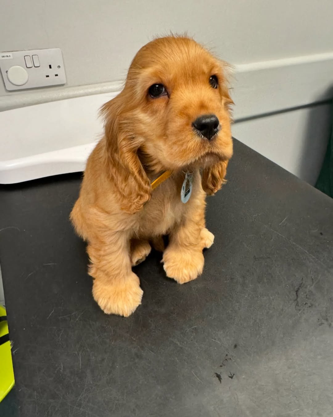 woodster (16) cocker spaniel dog for sale
