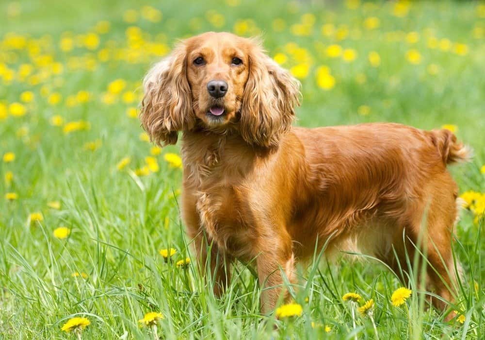 english cocker spaniel for sale | buy cocker spaniel online | spaniel