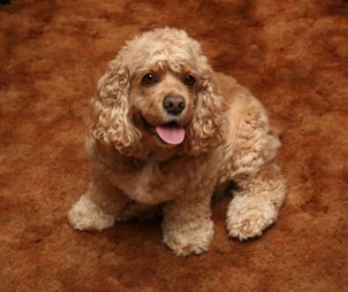 Lemon Roan Cocker Spaniel for Sale