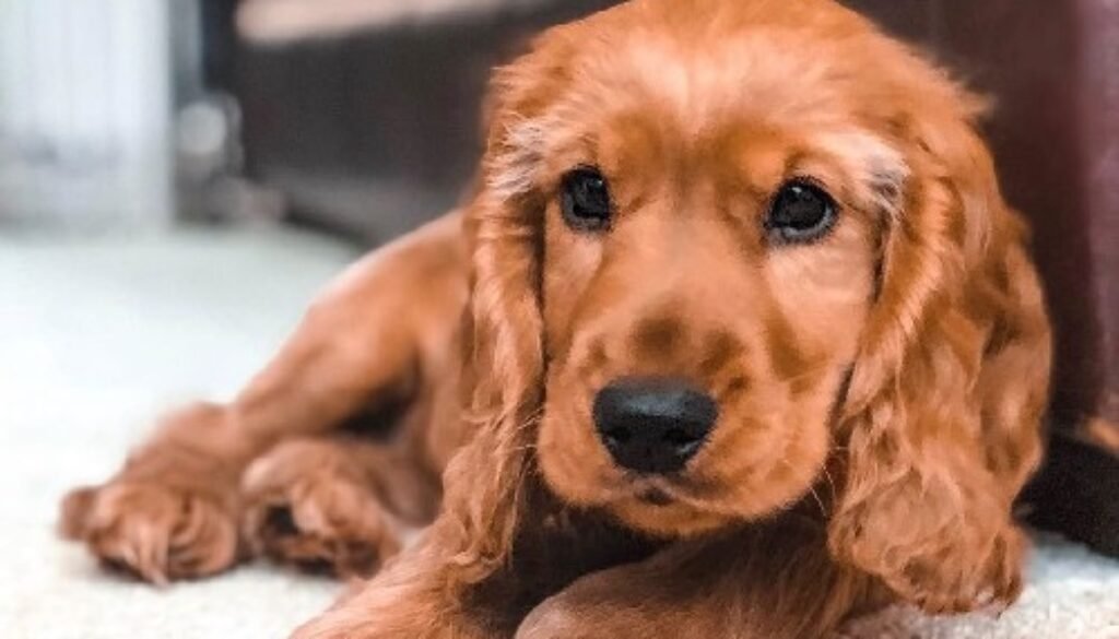 Cocker Spaniel Dogs for Sale