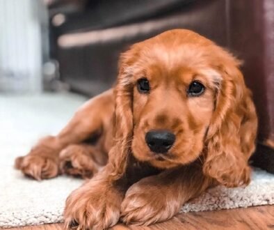 Cocker Spaniel Dogs for Sale