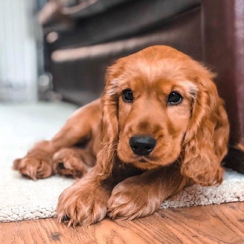 Cocker Spaniel Dogs for Sale