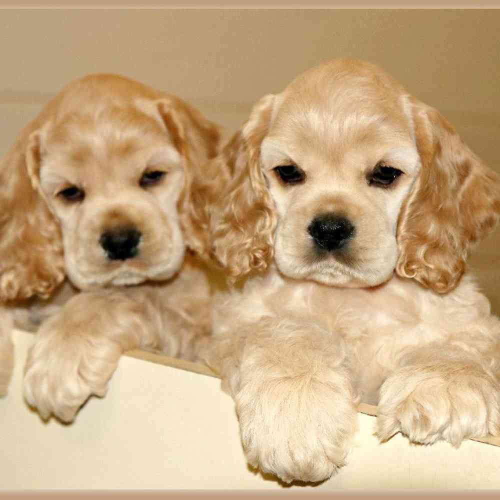cocker spaniels dogs for sale