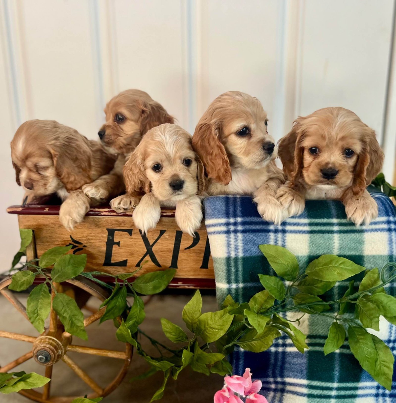 buy cocker spaniels for sale